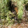 Plants: image 57 Of 94 Thumb